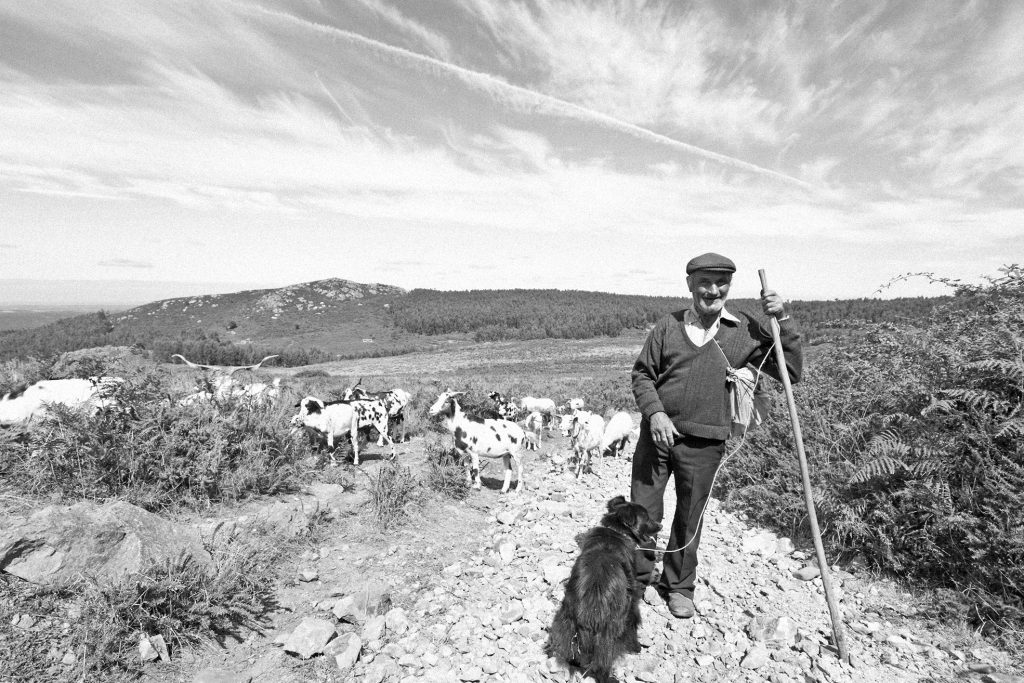 Black and white photo of an elderly goat herder with his dog and goats | Featured image for About Fresco Cheese.