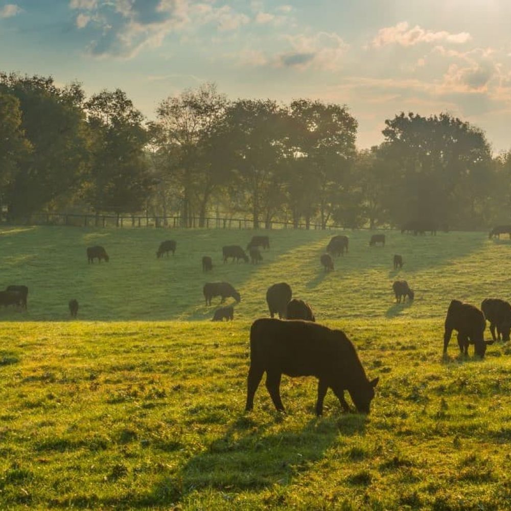 Cows grazing in a field featuring trees in the background | featured image for Home.
